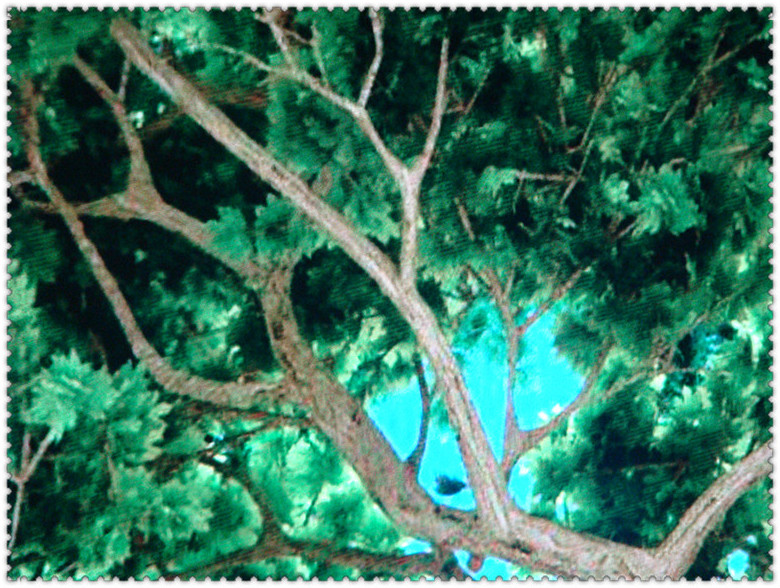 DSC06000_副本_副本.jpg