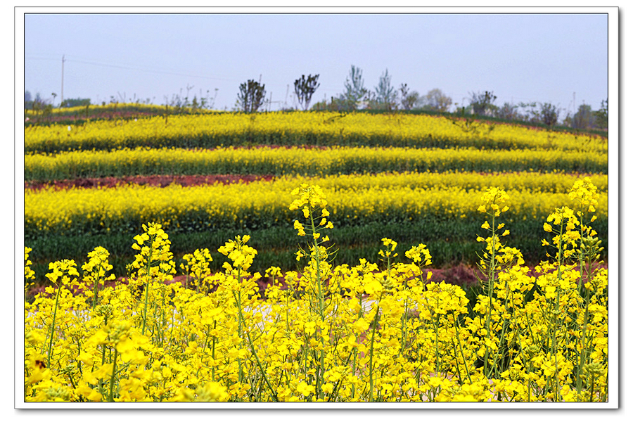 DSC_2433_副本.jpg
