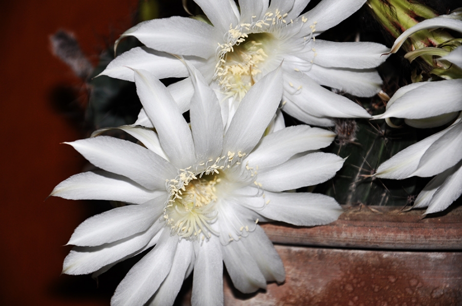 DSC_0617.jpg