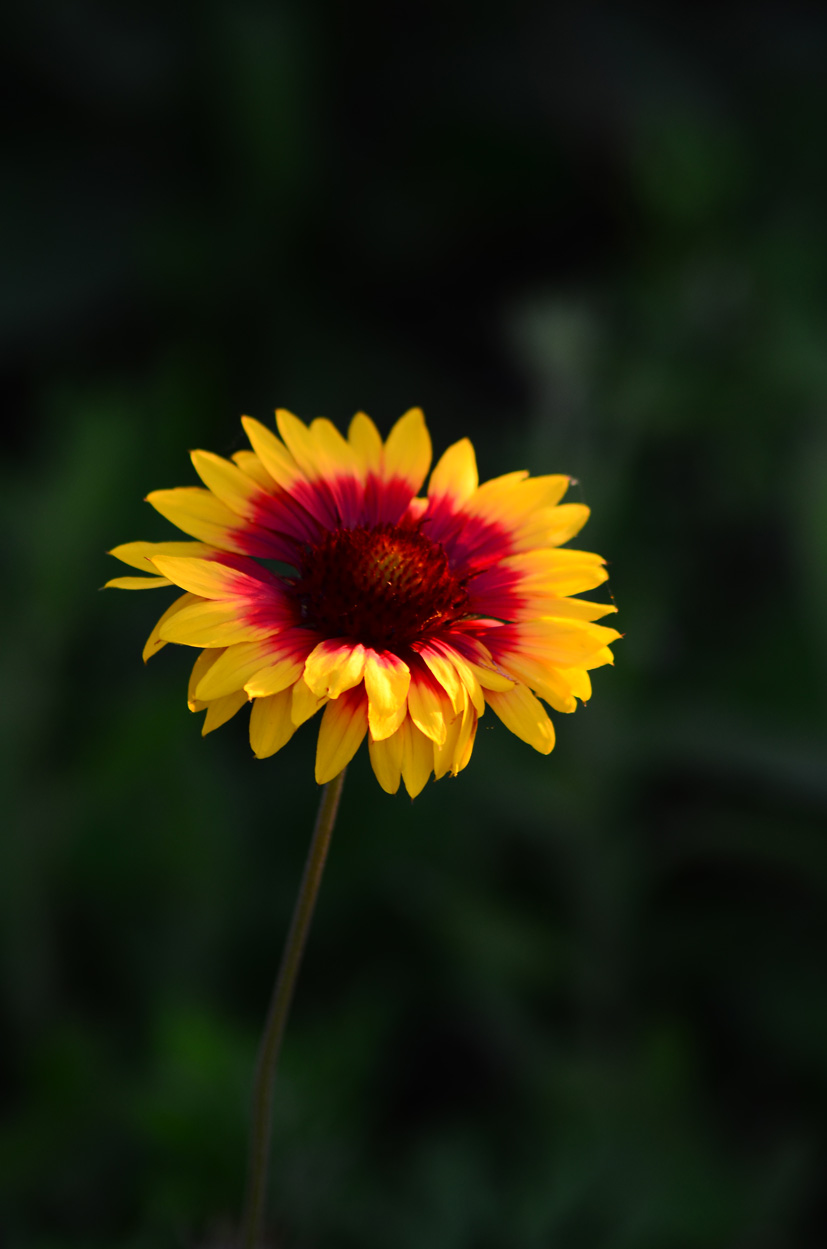 DSC_8570.JPG