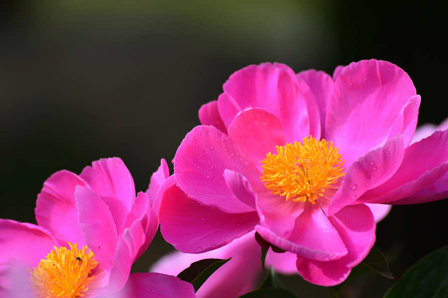 芍药花开.jpg