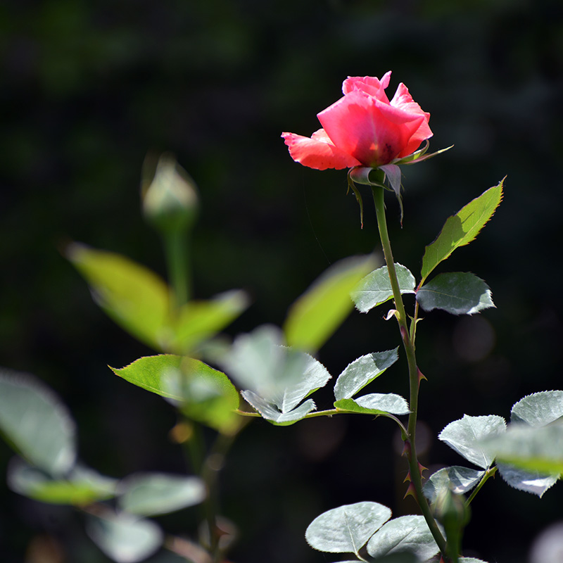 DSC_0810.jpg