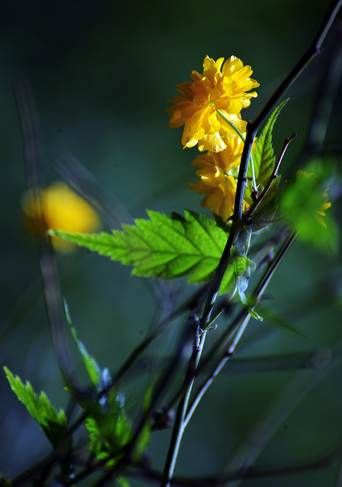 DSC_0724.jpg