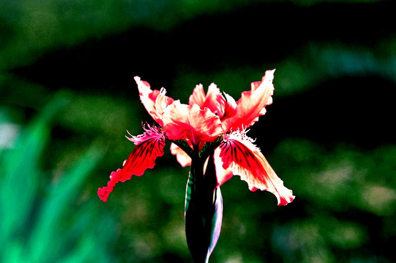 DSC_0980_副本_副本.jpg