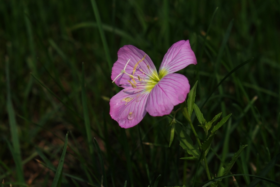 IMGP3983.jpg