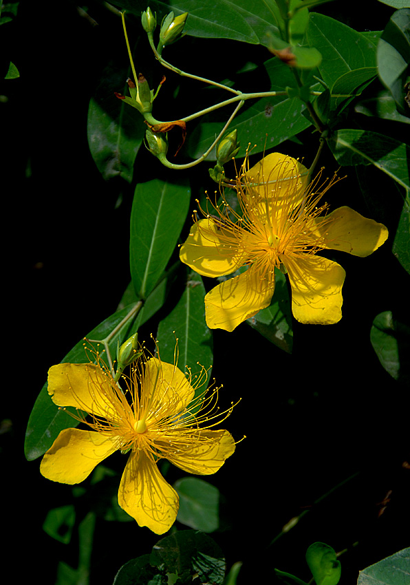 金丝 桃花 (6).jpg