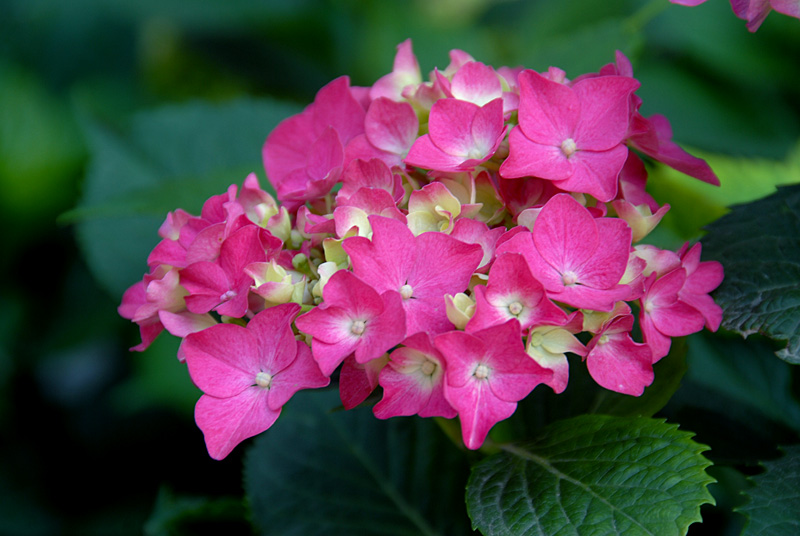绣球花 (10).jpg
