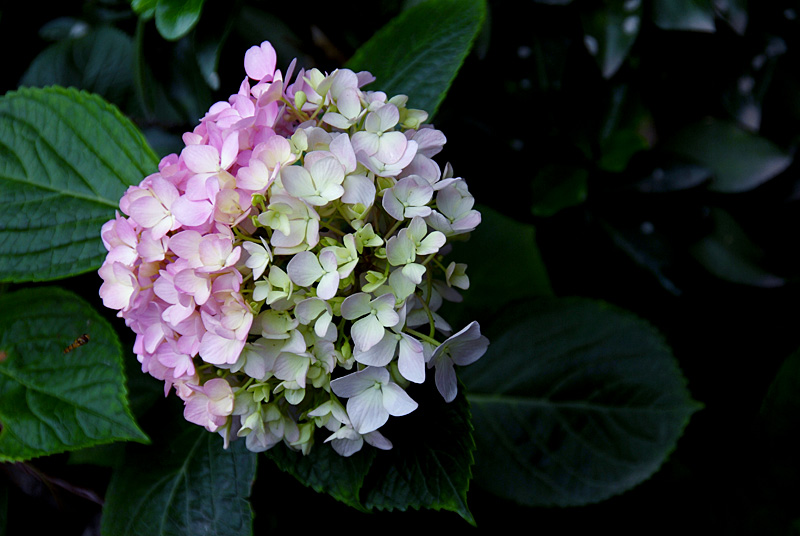 绣球花 (11).jpg