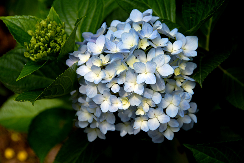 绣球花 (13).jpg