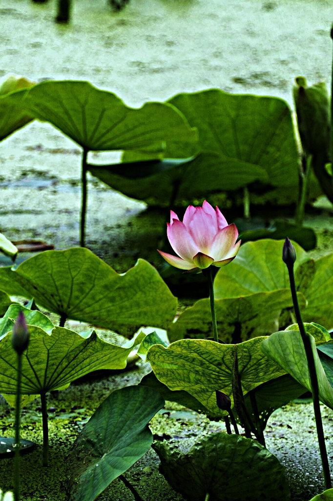 DSC_9762_HZP.jpg