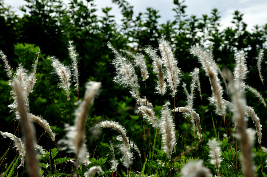 DSC_9693.jpg