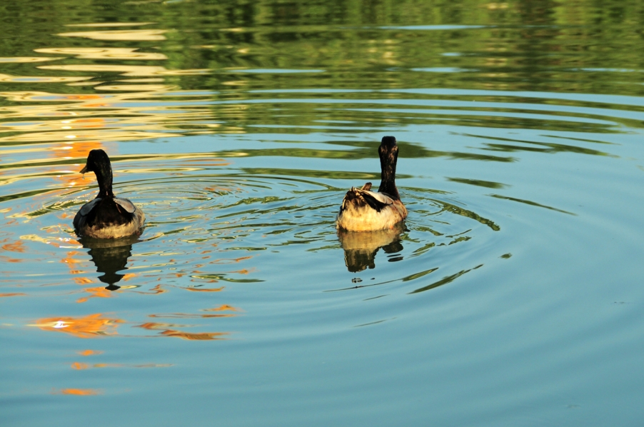 DSC_0196.jpg