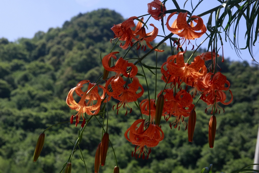 _MG_0613A_调整大小.jpg