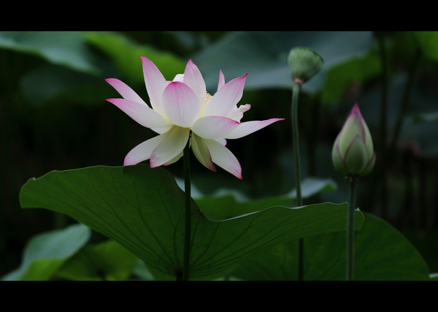 荷