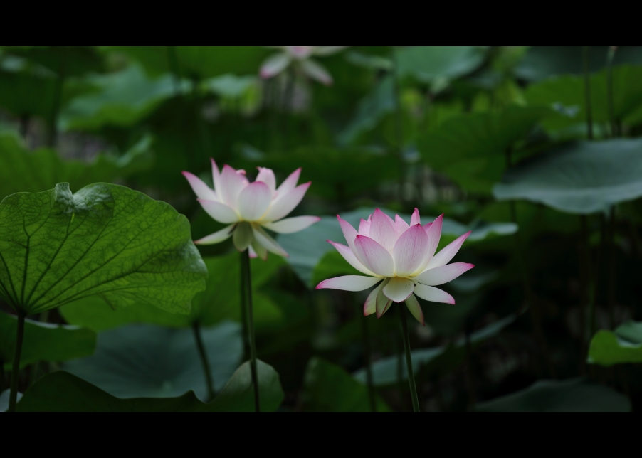 荷