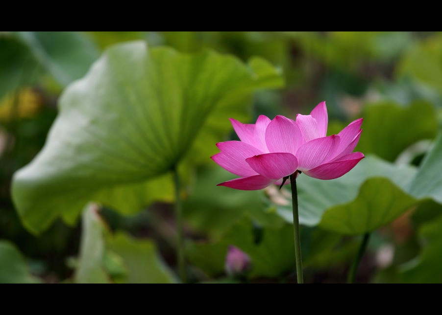 荷