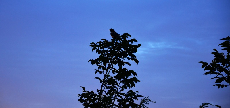 DSC_319.jpg