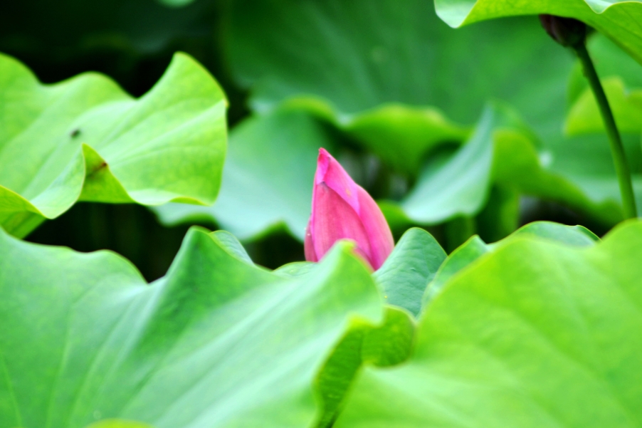 DSC_0005_副本.jpg
