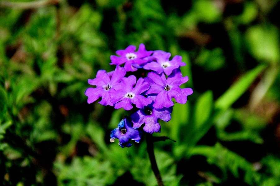 DSC_0132.jpg