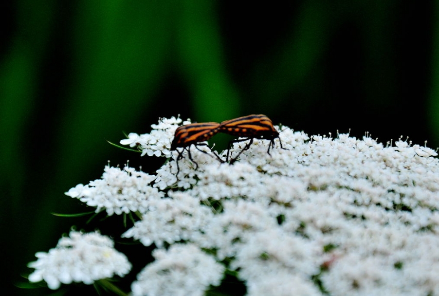 DSC_0649.jpg
