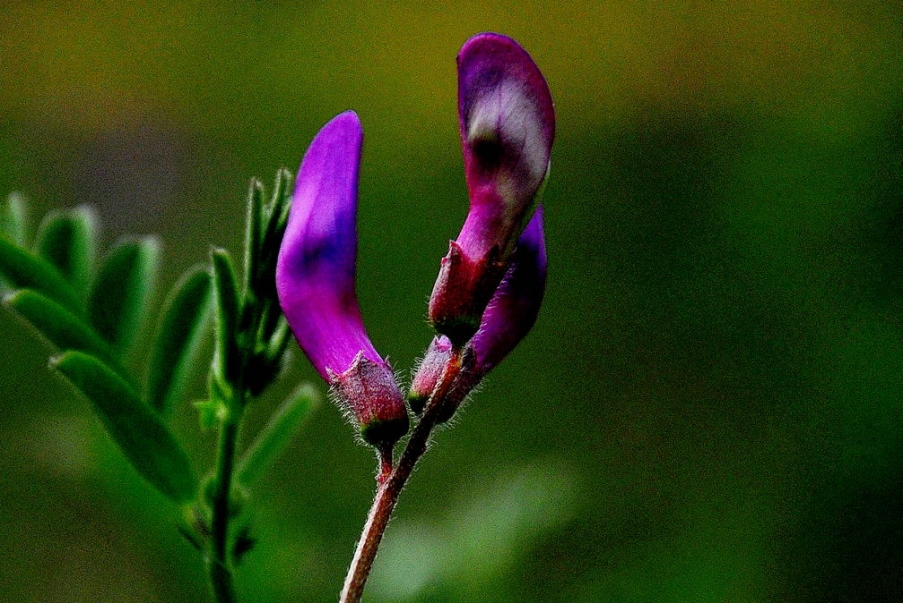 DSC_0802.jpg