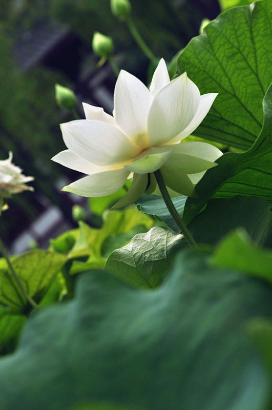 DSC_0109_副本.jpg