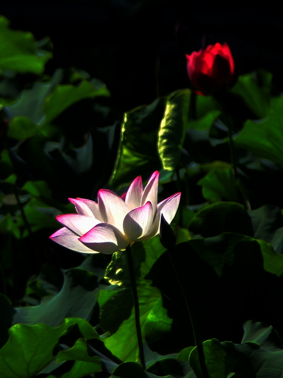 IMG_9892654.jpg