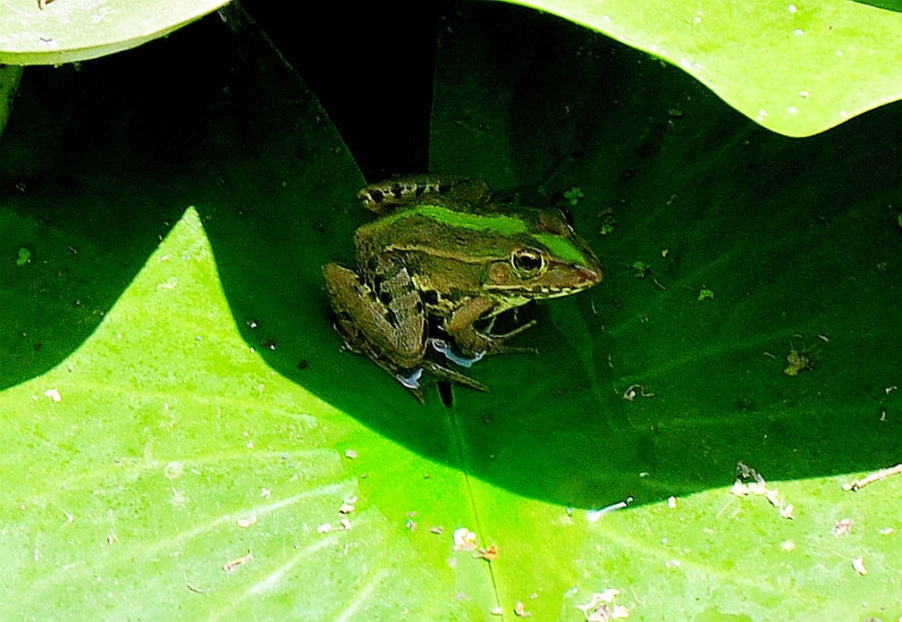 DSC_0082.jpg