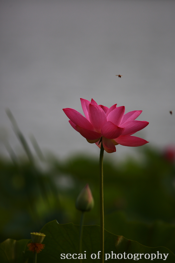 SZL_0107.jpg