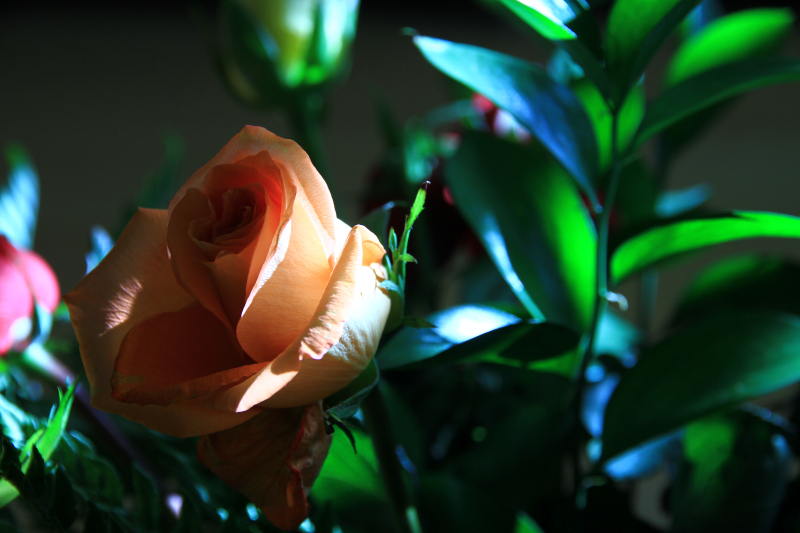 IMG_9562.jpg
