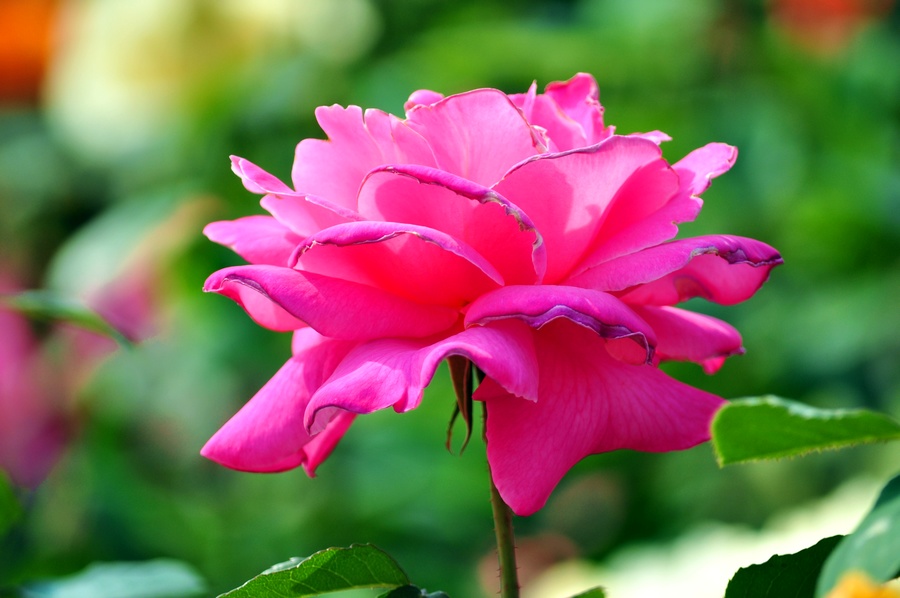 DSC_1101.jpg