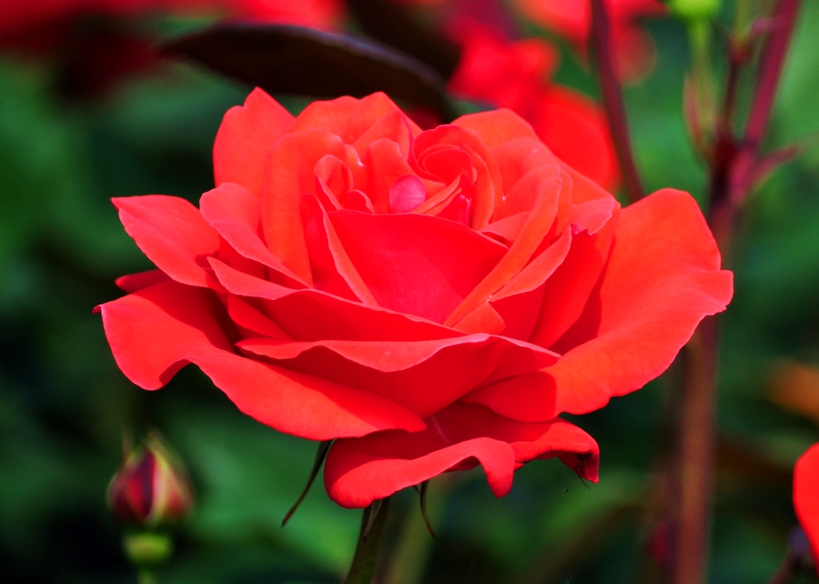 DSC_1103.jpg