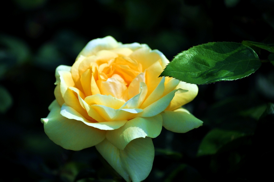 DSC_1107.jpg