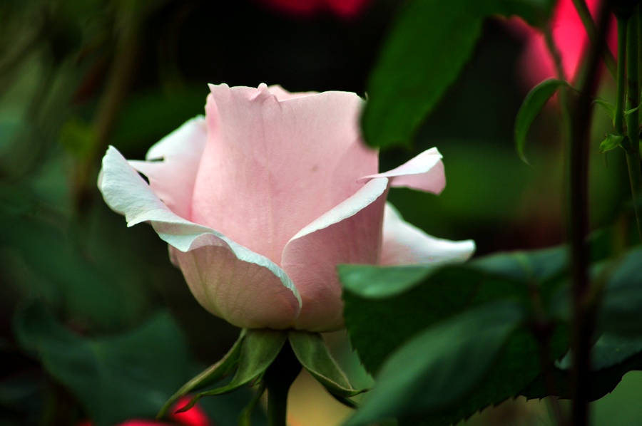 DSC_1113.jpg