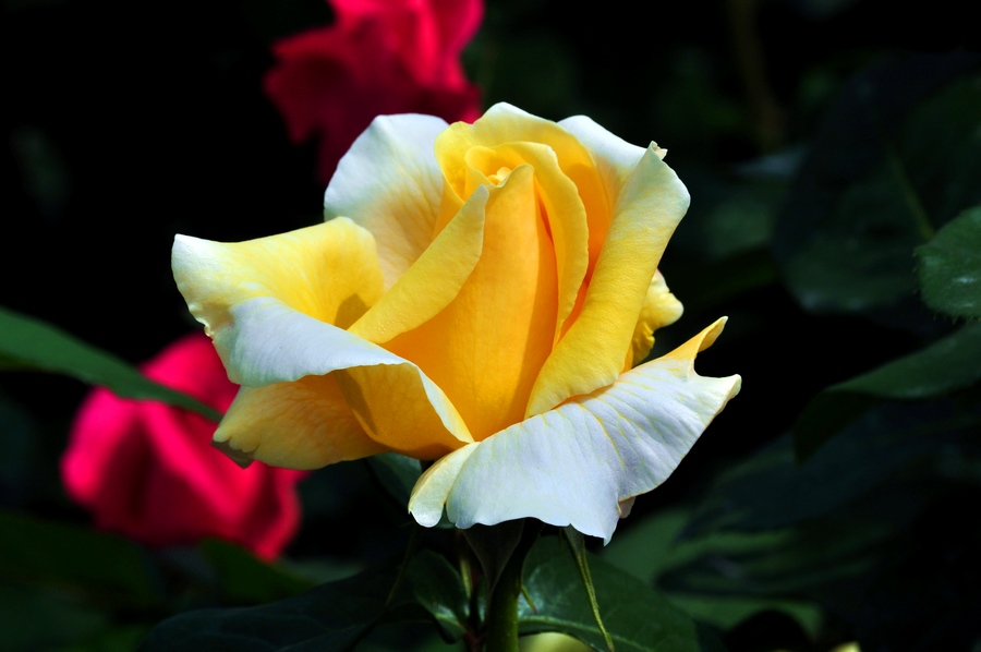 DSC_1129.jpg