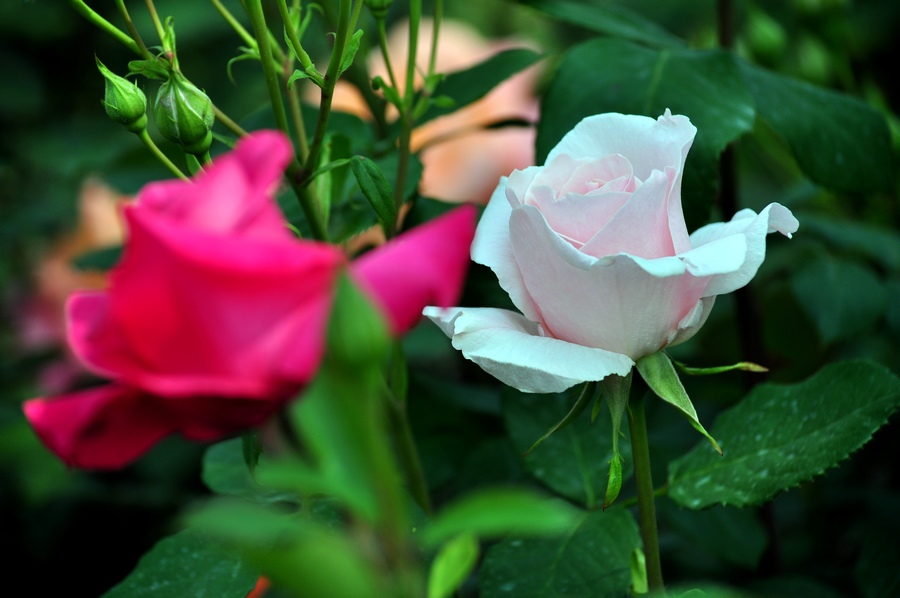 DSC_1118.jpg