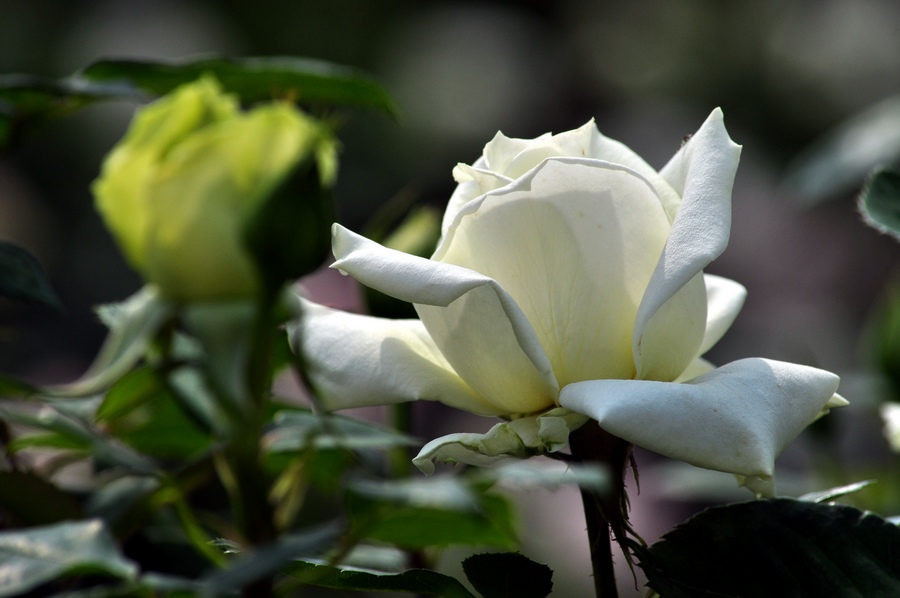 DSC_1122.jpg