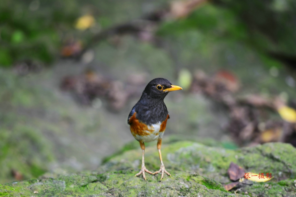 DSC_8794_副本.JPG