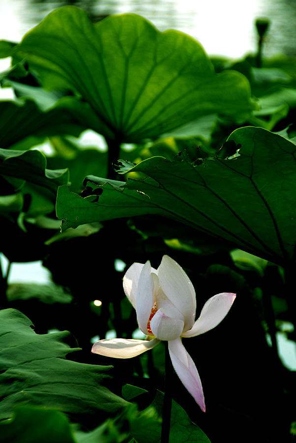 荷 塘 (8).jpg