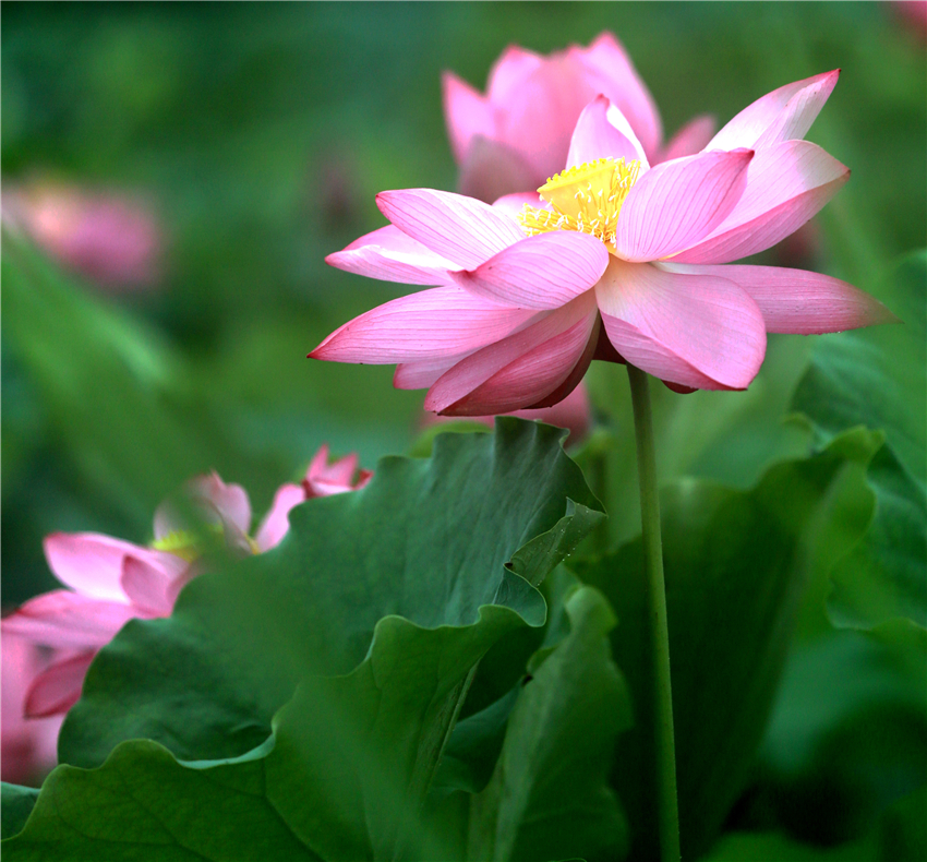 美荷009.jpg