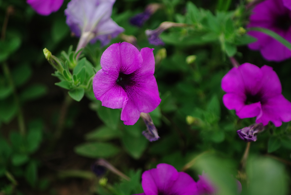 IMGP8370.jpg