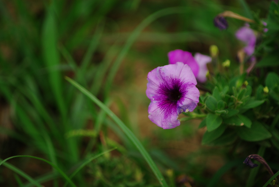 IMGP8371.jpg