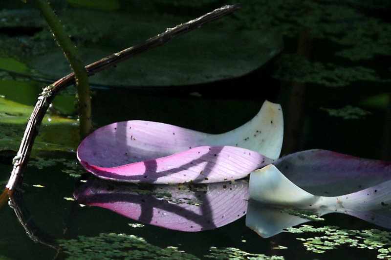 IMG_8624.JPG