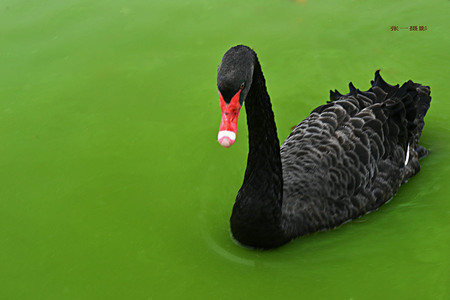 DSC_0704_副本.JPG