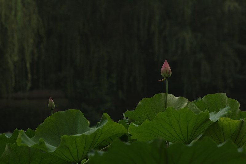 042_调整大小.JPG
