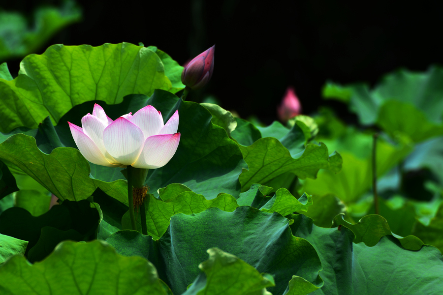 2013D600拍摄（6-7）月份 3004.JPG
