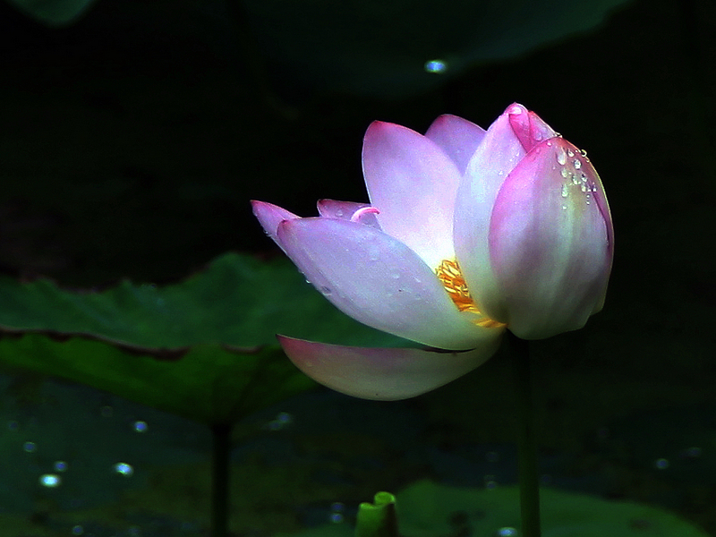 荷花10.jpg