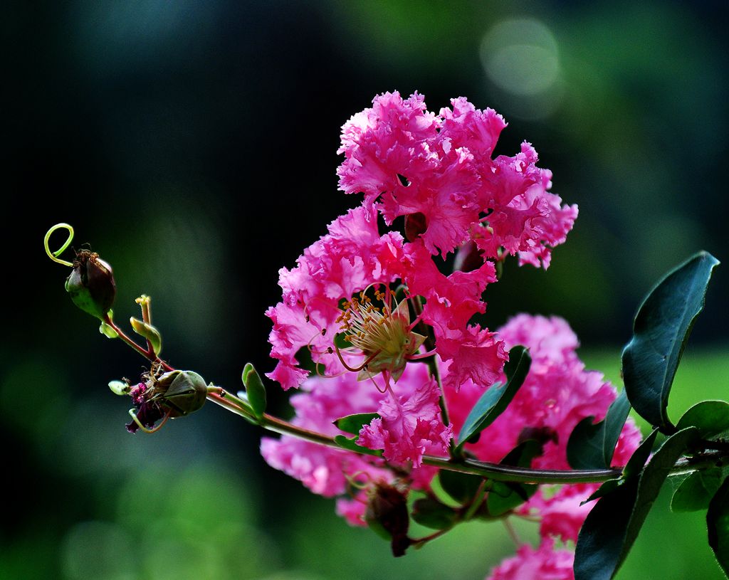 DSC_0911.jpg