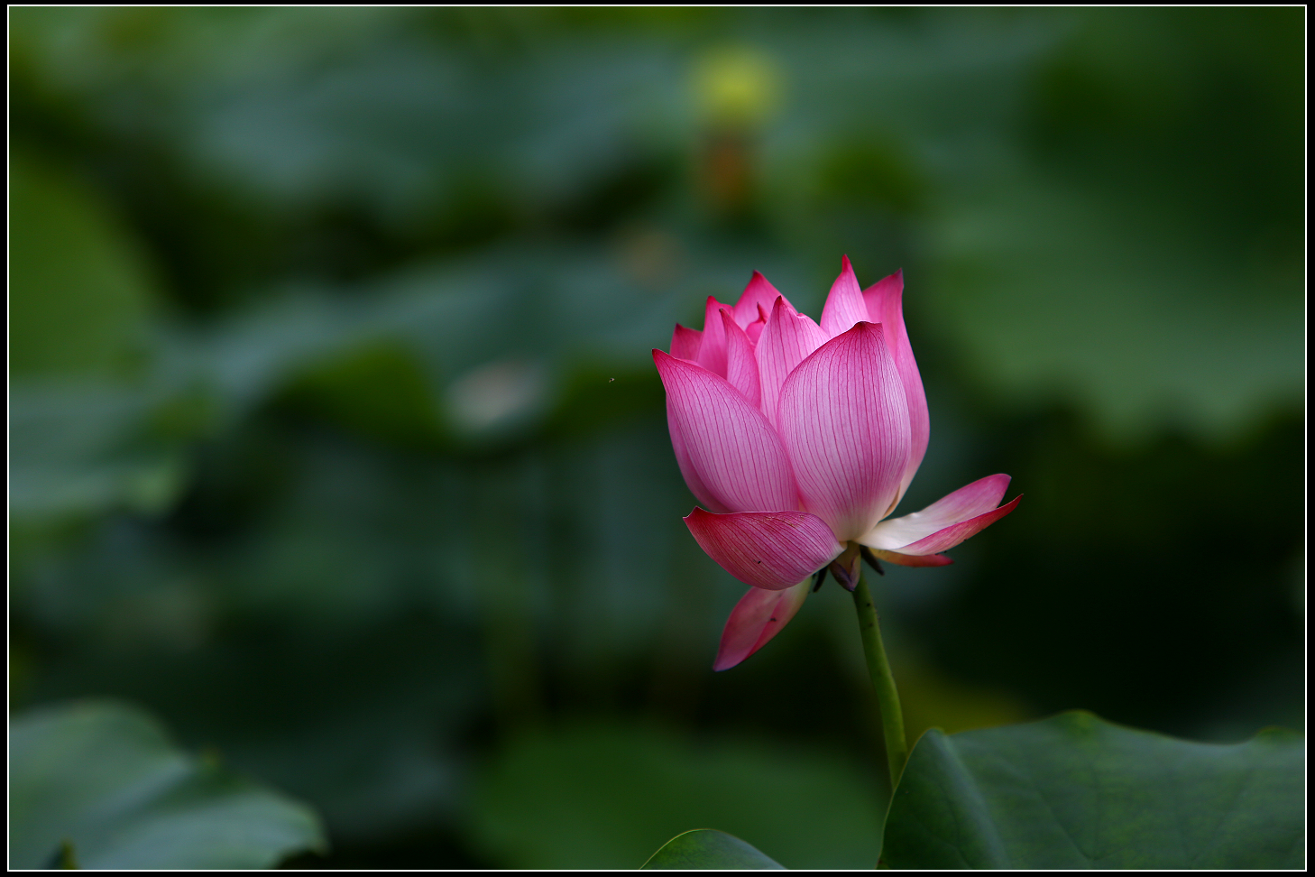5D3A6100.jpg