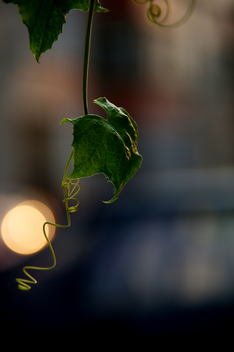 5D3A7113.jpg